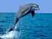 delfin.jpg