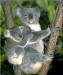 koala.jpg