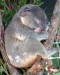 koala 1.jpg