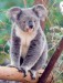 koala 2.jpg