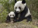 panda.jpg