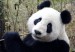 panda 1.jpg