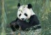 panda 2.jpg