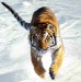 tiger 1.jpg