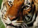 tiger 2.jpg