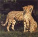 gepard 2.jpg