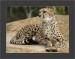 gepard 3.jpg